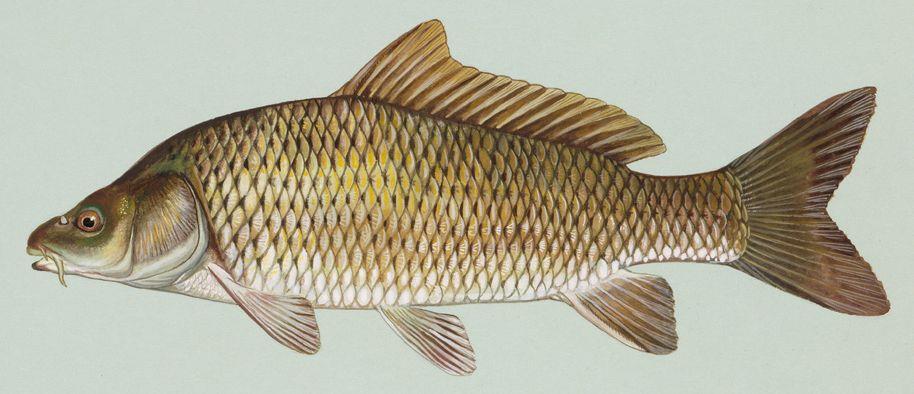 Interesant III :) - commoncarp.jpg